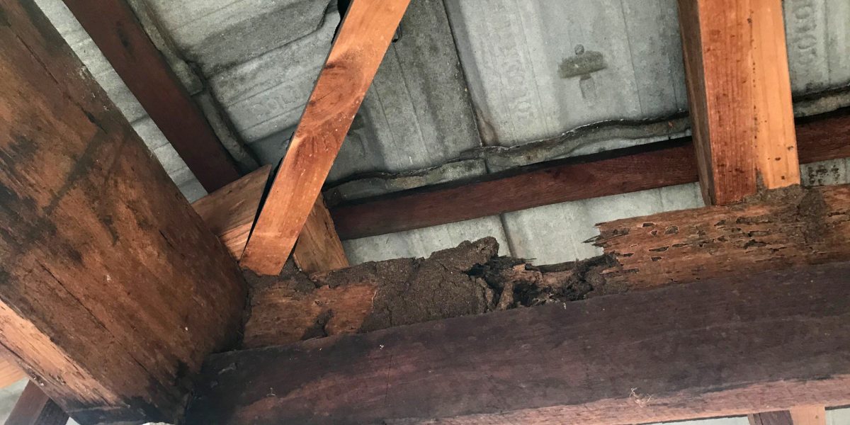 Image of a damaged roof | Featured image for the Importance Of A Pest And Building Inspection